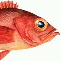 redfish-events